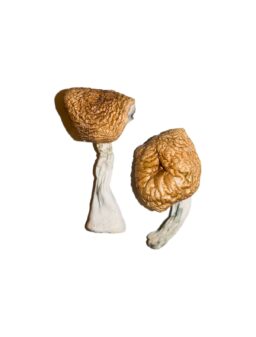 Buy Burma Mushrooms Online Michigan