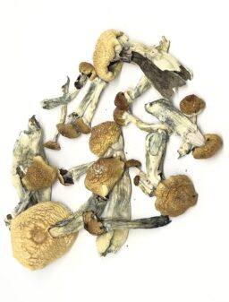 Buy B+ Magic Mushrooms online Michigan