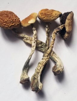 Buy Psilocybe Azurescens magic mushroom online Michigan.