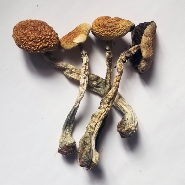 Buy Psilocybe Azurescens magic mushroom online Michigan.