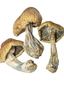 Buy Cambodian Magic Mushrooms online in Michigan.