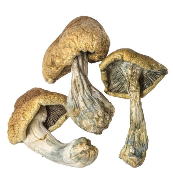 Psilocybe Cubensis Cambodian is the perfect variety for less experienced magic mushroom growers
