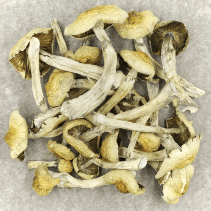 Blue Magnolia magic mushrooms for sale USA