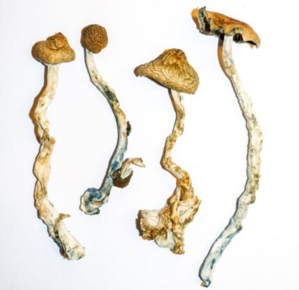 Buy Mazatec Strain Online Europe