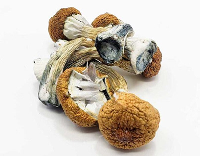 Buy Blue Meanie magic mushrooms USA