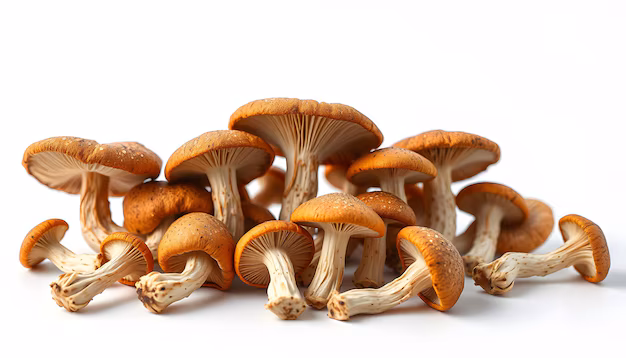 Buy Golden Teacher mushroom microdose