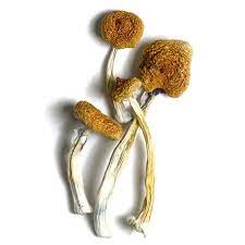 B+ magic mushroom for sale online