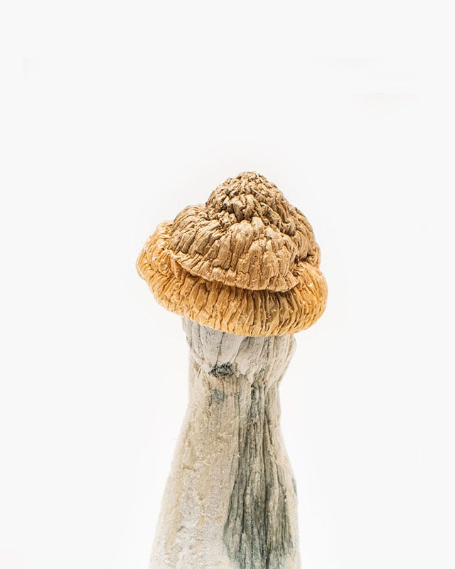 Buy Penis Envy mushrooms USA.